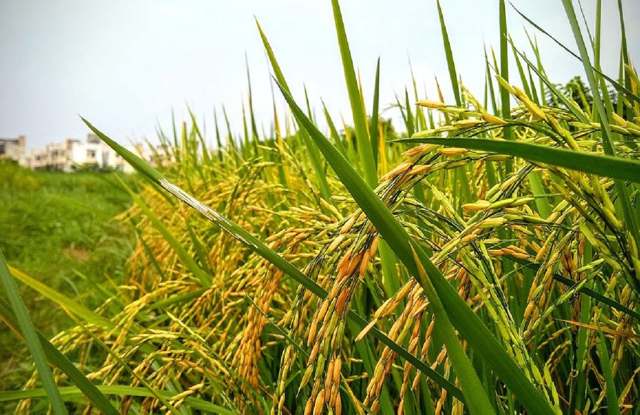paddy-arroz-espiga-960x570
