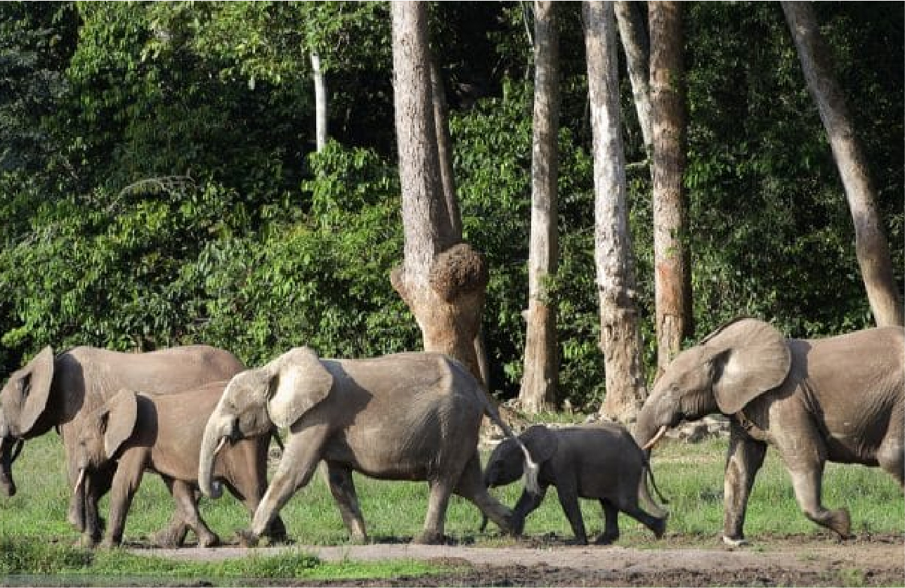 African Development Bank to launch new initiative to integrate natural capital into finance in Africa